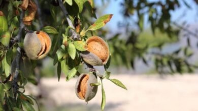 almonds 5349916 1280