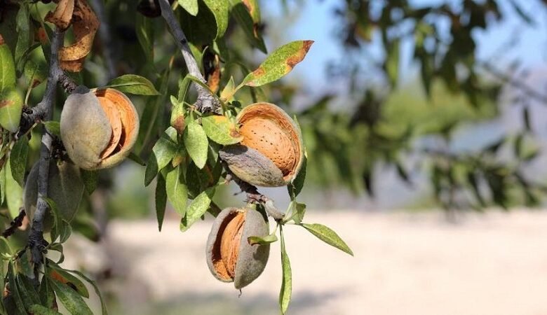 almonds 5349916 1280