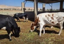 ما هي الحمى القلاعية التي تصيب الثروة الحيوانية في سوريا؟ 17 ما هي الحمى القلاعية التي تصيب الثروة الحيوانية في سوريا؟