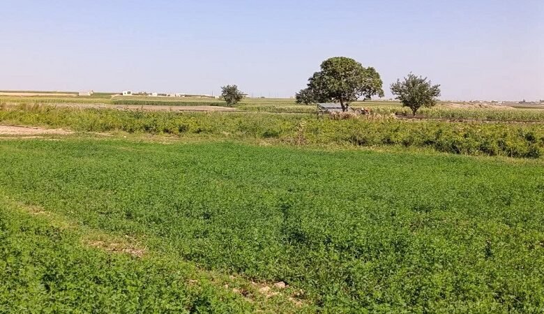 الزراعة في حلب.. تحديات الواقع وآفاق الاستثمار الواعد 1 الزراعة في حلب.. تحديات الواقع وآفاق الاستثمار الواعد