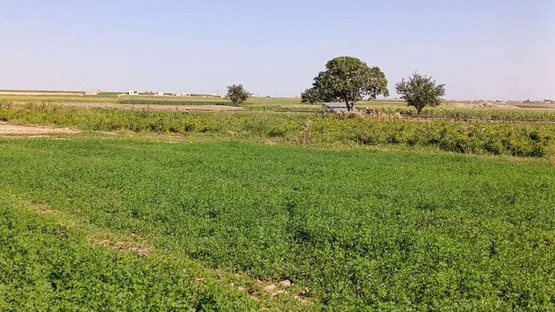 الزراعة في حلب.. تحديات الواقع وآفاق الاستثمار الواعد 2 photo 2025 11 10 03 07 42