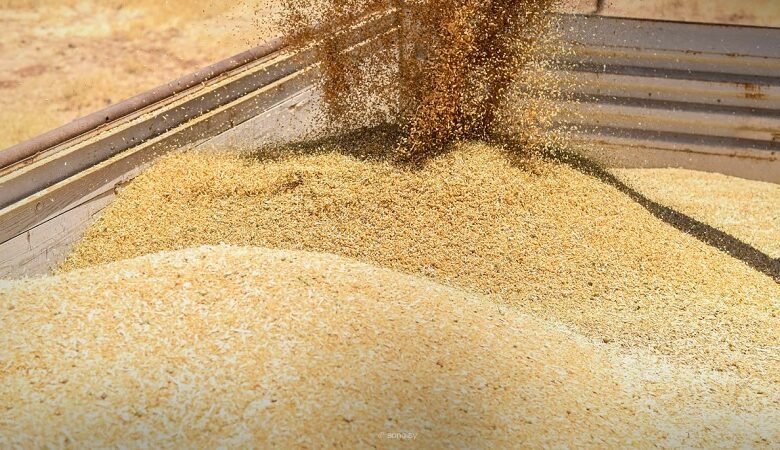 فساد بالمليارات.. مخالفات كبيرة في مؤسسة الحبوب!