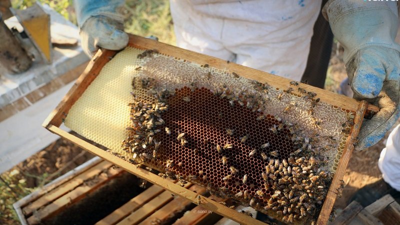 تربية النحل في سوريا.. بين التحديات وتأثيراتها على الإنتاج 2 1 2 8 scaled 1