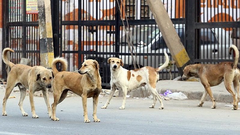 انتشار ملحوظ للكلاب الضالة في حلب! 2 5 7