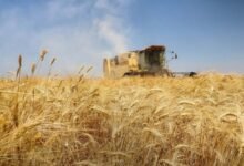 أسعار القمح ترتفع عالمياً جراء الحرب في الشرق الأوسط 16 أسعار القمح ترتفع عالمياً جراء الحرب في الشرق الأوسط