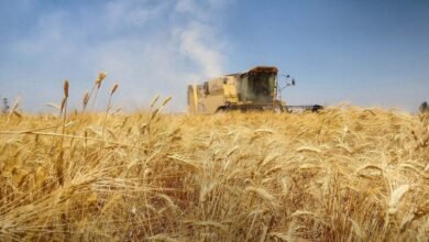 أسعار القمح ترتفع عالمياً جراء الحرب في الشرق الأوسط 12 أسعار القمح ترتفع عالمياً جراء الحرب في الشرق الأوسط