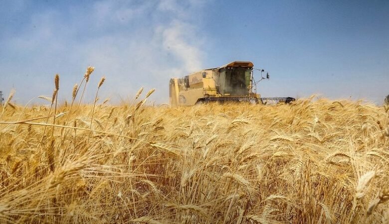 أسعار القمح ترتفع عالمياً جراء الحرب في الشرق الأوسط 1 أسعار القمح ترتفع عالمياً جراء الحرب في الشرق الأوسط