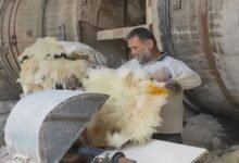رائحة الصوف والذاكرة.. "الفرواتي" مهنة تواجه التحديات 16 رائحة الصوف والذاكرة.. "الفرواتي" مهنة تواجه التحديات