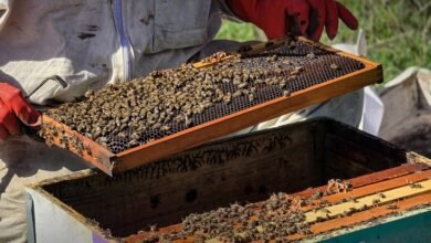 532 ألف خلية في سوريا وإنتاج العسل يتجاوز 3500 طن 14 532 ألف خلية في سوريا وإنتاج العسل يتجاوز 3500 طن