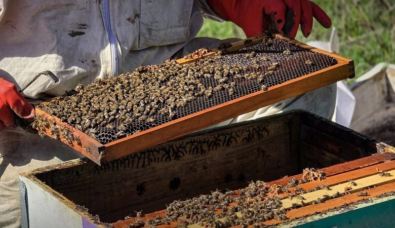  532 ألف خلية في سوريا وإنتاج العسل يتجاوز 3500 طن