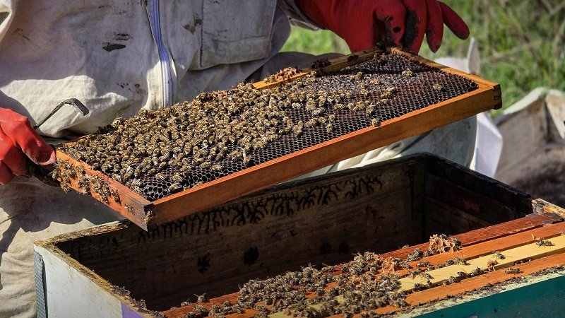 532 ألف خلية في سوريا وإنتاج العسل يتجاوز 3500 طن 2 12 3 scaled 1