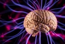 معالجة اللغة بالدماغ تترسّخ في سن الرابعة 7 5199098