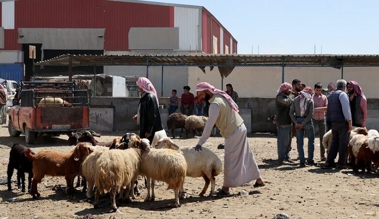  حركة نشطة بأسواق الأضاحي في دمشق قبيل العيد