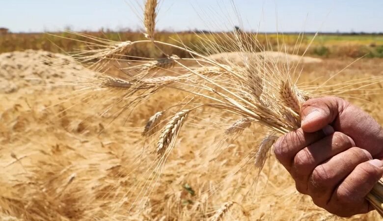 سوريا تؤمّن احتياجاتها من القمح حتى منتصف 2027 1 سوريا تؤمّن احتياجاتها من القمح حتى منتصف 2027
