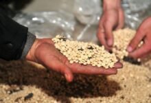 عدلية الرقة تتلف نحو 200 كيلوغرام من المخدرات 2 عدلية الرقة تتلف نحو 200 كيلوغرام من المخدرات