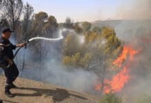 الجزائر تسجل 73 وفاة جراء حرائق الغابات 26 الجزائر تسجل 73 وفاة جراء حرائق الغابات