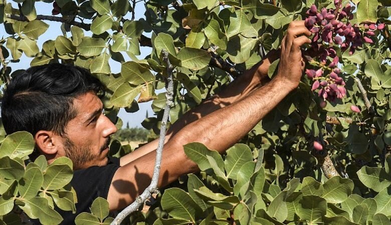 صادرات الفستق الحلبي السوري تتجاوز 58 مليون دولار