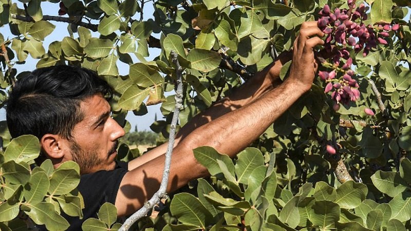 صادرات الفستق الحلبي السوري تتجاوز 58 مليون دولار
