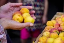 كيف تتغير احتياجاتنا الغذائية مع التقدم في العمر؟ 2 كيف تتغير احتياجاتنا الغذائية مع التقدم في العمر؟