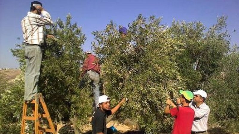 قطاف الزيتون في سوريا.. حكايات الأرض وذاكرة الأجيال