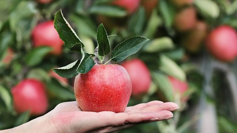 ما هي الفواكه التي تمنحك دفعة من الطاقة؟ 2 ما هي الفواكه التي تمنحك دفعة من الطاقة؟