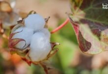 القطن السوري… تحسن نسبي وإنتاج يقدر بنحو 100 ألف طن