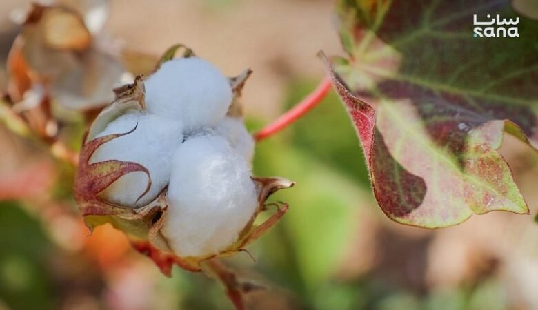 القطن السوري… تحسن نسبي وإنتاج يقدر بنحو 100 ألف طن 1 القطن السوري… تحسن نسبي وإنتاج يقدر بنحو 100 ألف طن