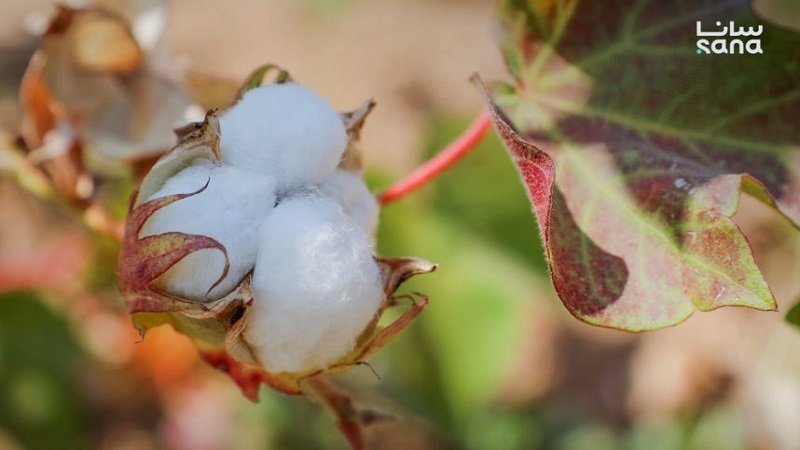 القطن السوري… تحسن نسبي وإنتاج يقدر بنحو 100 ألف طن