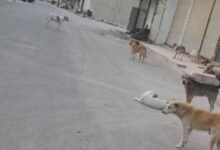 الكلاب الشاردة في سوريا.. زيادة بآلاف العضات وتفاوت الحلول!