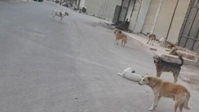 الكلاب الشاردة في سوريا.. زيادة بآلاف العضات وتفاوت الحلول!