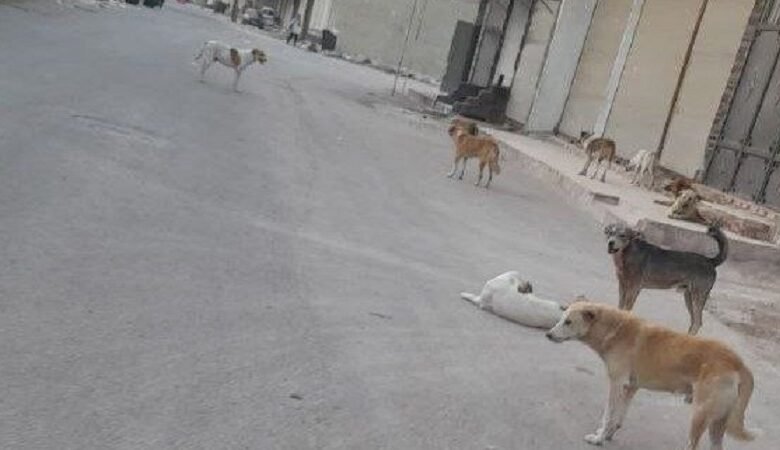 الكلاب الشاردة في سوريا.. زيادة بآلاف العضات وتفاوت الحلول! 1 الكلاب الشاردة في سوريا.. زيادة بآلاف العضات وتفاوت الحلول!