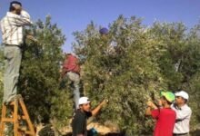 قطاف الزيتون في سوريا.. حكايات الأرض وذاكرة الأجيال