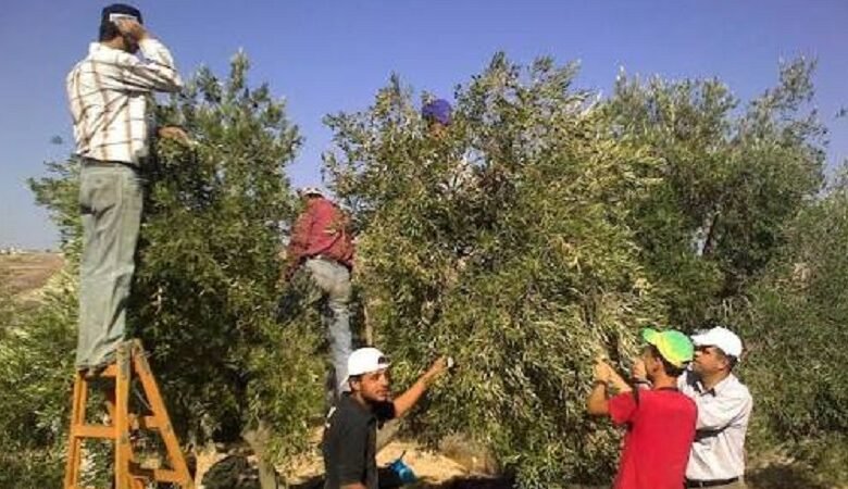 قطاف الزيتون في سوريا.. حكايات الأرض وذاكرة الأجيال 1 قطاف الزيتون في سوريا.. حكايات الأرض وذاكرة الأجيال